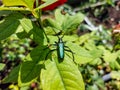 Macro shot of adult musk beetle Aromia moschata with very long antennae and coppery and greenish metallic tint on green leaf Royalty Free Stock Photo