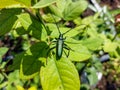 Macro shot of adult musk beetle Aromia moschata with very long antennae and coppery and greenish metallic tint on green leaf Royalty Free Stock Photo