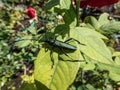 Macro shot of adult musk beetle Aromia moschata with very long antennae and coppery and greenish metallic tint on green leaf Royalty Free Stock Photo