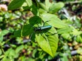 Macro shot of adult musk beetle Aromia moschata with very long antennae and coppery and greenish metallic tint on green leaf Royalty Free Stock Photo