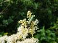 Macro shot of adult musk beetle (Aromia moschata) with very long antennae and coppery and greenish metallic tint Royalty Free Stock Photo