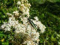 Macro shot of adult musk beetle (Aromia moschata) with very long antennae and coppery and greenish metallic tint Royalty Free Stock Photo