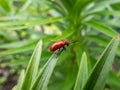 Adult scarlet lily beetle (Lilioceris lilii) sitting on a green lily plant leaf blade in garden Royalty Free Stock Photo