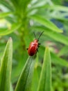 Adult scarlet lily beetle (Lilioceris lilii) sitting on a green lily plant leaf blade in garden Royalty Free Stock Photo