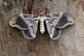 Ailanthus silkmoth samia cynthia Royalty Free Stock Photo