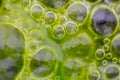 Macro shot of algae in water with droplet. Science, biology background concept