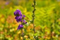 Macro shot of All Heal flower in a background of the field