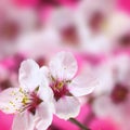 Macro shot of almond flowers Royalty Free Stock Photo