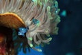 Sea Anemone and Clown fish, Red Sea. Royalty Free Stock Photo