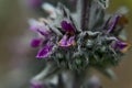 Macro shot of amazing wild violet flowers, lumbago or blackening sleep