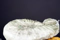 Macro shot of an ammonoid underwater Royalty Free Stock Photo