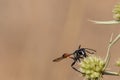 Macro shot of a Ammophila wasp on a green eryngium plant