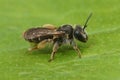 Macro shot of an Andrena wilkella on a leaf