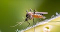 macro shot of an Anopheles mosquito with blurred background