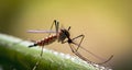macro shot of an Anopheles mosquito with blurred background