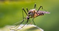 macro shot of an Anopheles mosquito with blurred background