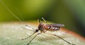 macro shot of an Anopheles mosquito with blurred background