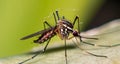 macro shot of an Anopheles mosquito with blurred background