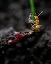 Macro shot of ant carrying dry leaf on the ground Royalty Free Stock Photo