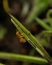 Macro shot of ant climbing up the grass blade Royalty Free Stock Photo