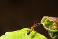 Macro shot of an ant standing on a bright green leaf against the isolated background Royalty Free Stock Photo