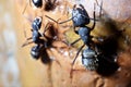 Ants climbing