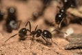 Macro shot of an ants colony Royalty Free Stock Photo