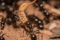 Macro shot of an ants colony