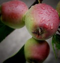 Macro shot of apples with rain drops