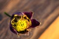 Macro shot of Aquilegia vulgaris, Columbine flower isolated on water Royalty Free Stock Photo