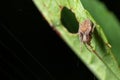 Macro shot of a Araneus diadematus on a leaf