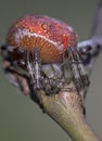 Macro shot of an araneus marmoreus spider on a branch Royalty Free Stock Photo