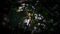 Macro shot of a Argiope anasuja hanging on a spider web Royalty Free Stock Photo