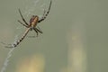 Macro shot of a Argiope Brunnich spider on a web isolated on a blurred background Royalty Free Stock Photo