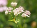 Macro shot of astrantia flowers on a green background Royalty Free Stock Photo