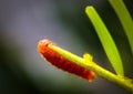 Macro shot of a atala caterpilla on a green plant Royalty Free Stock Photo