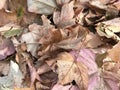 Macro shot of autumn yellow leaves. Autumn deciduous carpet. October and November. Royalty Free Stock Photo