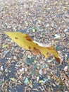 Macro shot of an autumn yellowed leaf. Forest atmospheric photography. Abstraction. Royalty Free Stock Photo