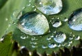 Macro shot of awater drops on a green plant leaf