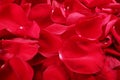 Macro shot of background of red rose petals Royalty Free Stock Photo