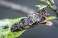 Macro shot of the bagworm moth larvae.