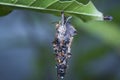 Macro shot of the bagworm moth larvae.