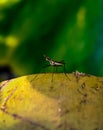 Macro shot of a banana-stalk fly on top of a coconut