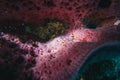 macro shot of a banded coral shrimp Royalty Free Stock Photo