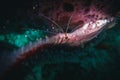 macro shot of a banded coral shrimp Royalty Free Stock Photo