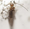 Macro shot of a barkfly on blurred background