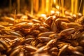 macro shot of barley grains used for whisky production