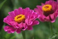 A beautiful blossomed pink Zinnia flower