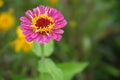 A beautiful blossomed pink Zinnia flower Royalty Free Stock Photo