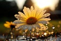 Macro shot of beautiful chamomile flower with glistening dew drops under the warm rays of the sun Royalty Free Stock Photo